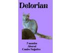 Adopt Delorian a Domestic Medium Hair