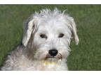 Adopt Holly a White Schnauzer (Miniature) / Poodle (Miniature) / Mixed dog in