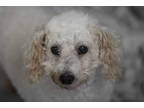 Adopt Curly a White Poodle (Miniature) / Mixed dog in Colorado Springs