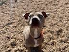 Adopt *TUMERIC a Brown/Chocolate Bull Terrier / Mixed dog in Brighton
