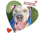 Adopt Rocky a Catahoula Leopard Dog / American Staffordshire Terrier / Mixed dog