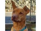 Adopt Penny (foster Danbury) a Vizsla / Labrador Retriever / Mixed dog in