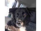 Adopt BENTLEY - Local - sf a Black Border Collie / Labrador Retriever dog in