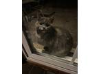Adopt Coralline a Gray, Blue or Silver Tabby American Shorthair / Mixed (short