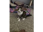 Dizzy, Domestic Shorthair For Adoption In Painted Post, New York