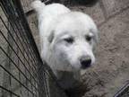 great pyrenees - $125 (gering ne) - Opportunity!