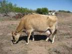 Jersey cow - $950 (Bruni, TX) - Opportunity