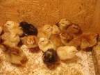 ONE DAY OLD CHICKS! - $1 (Campbellsburg, IN) - Opportunity