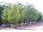 Pine Trees Spruce Maple, Many others - $100 (Walworth) - Opportunity