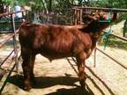 Shorthorn Steer - $1000 (Tollhouse) - Opportunity