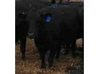 30 Beautiful Fall Bred Cows 3-7 Yrs Old Free Delivery - - Opportunity