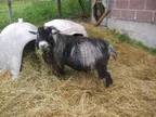 Pygmy Goat Bucks - $50 (Smithville Flats) - Opportunity