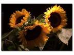 Trademark Fine Art 24 in. x 16 in. Sunflower III Canvas Art - Opportunity