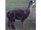 ALL ALPACAS MUST BE SOLD DUE TO OWNER RETIRING - $100 (Middletown