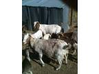 Boer Goats and boer cross (Amarillo) - Opportunity