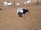 llamas for sale - $75 (portales nm) - Opportunity