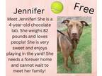 Adopt Jennifer a Labrador Retriever