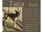 Adopt Twix a German Shepherd Dog