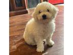 Bichon Frise Puppy for sale in Weatherford, OK, USA