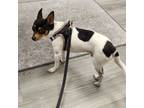 Adopt Jack in FL Tampa Bay area a Toy Fox Terrier