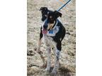 Adopt Mumford a Bluetick Coonhound, Border Collie