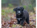 Adopt Freya Puppy #2 a German Shepherd Dog