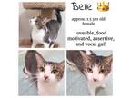 Adopt Belle & Kittens a Domestic Short Hair