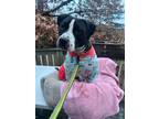 Adopt Shira (foster to adopt) a English Pointer, American Staffordshire Terrier