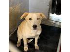 Adopt Akeyla-- I'm a Puppies for Parole Dog!! a Yellow Labrador Retriever