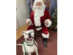Adopt Blizzard a Pit Bull Terrier