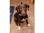 Adopt Copper a German Shorthaired Pointer