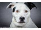 Adopt Snoop a Pit Bull Terrier