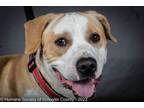 Adopt Willie a Pit Bull Terrier, Mixed Breed