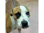 Adopt Tinecia a Pit Bull Terrier