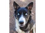 Adopt Leavey (SC) A Husky, Mixed Breed