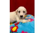 Adopt Charley a Great Pyrenees, Pit Bull Terrier