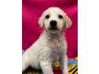 Adopt June a Great Pyrenees, Pit Bull Terrier