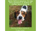 Adopt Marty McFly a Treeing Walker Coonhound