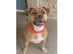 Adopt Hazel a Tan/Yellow/Fawn American Pit Bull Terrier / Boxer / Mixed dog in