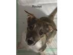 Adopt Rocket a Australian Shepherd