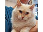 Adopt Snickerdoodle a Domestic Long Hair