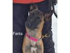 Adopt Fanta a Belgian Shepherd / Malinois