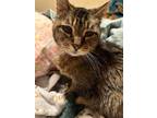 Adopt Smuckers A Domestic Short Hair
