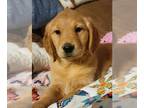 Golden Retriever PUPPY FOR SALE ADN-511751 - Golden Retriever Pups