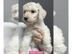 Goldendoodle PUPPY FOR SALE ADN-511899 - 8 F2 GOLDENDOODLE PUPPIES