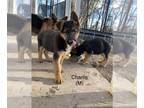 German Shepherd Dog PUPPY FOR SALE ADN-511976 - Cozy Up With A Pup