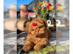 Shih Tzu PUPPY FOR SALE ADN-511707 - Beautiful AKC Imperial Shih Tzu puppy