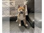 Shiba Inu PUPPY FOR SALE ADN-511435 - Shiba Inu puppies