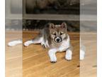 Shiba Inu PUPPY FOR SALE ADN-511437 - Shiba Inu puppies