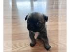 Pug-Shih Tzu Mix PUPPY FOR SALE ADN-511780 - Just in time for Christmas